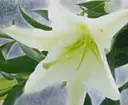 お悔やみ特集一覧へ